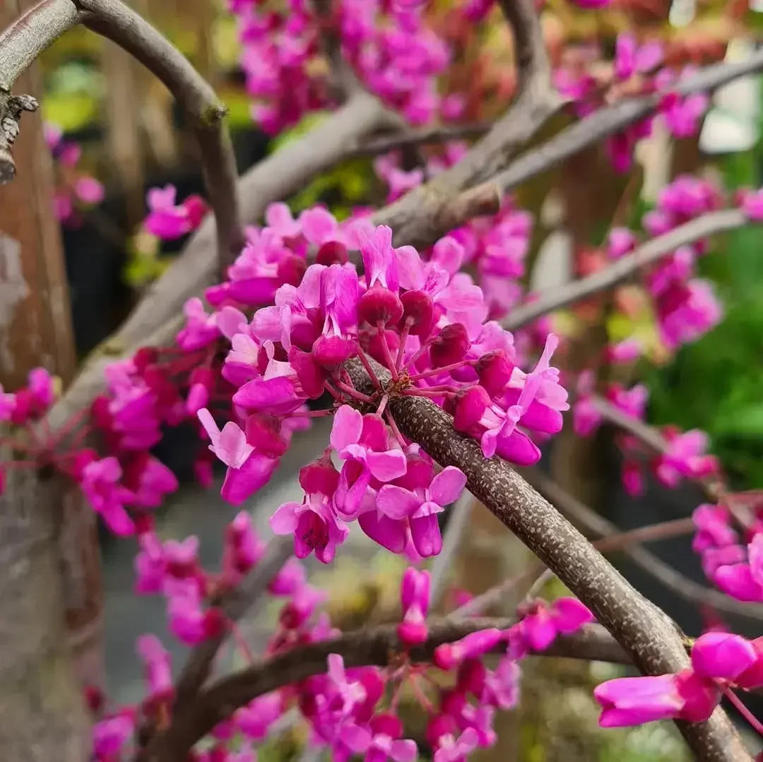 Kwitnący rododendron