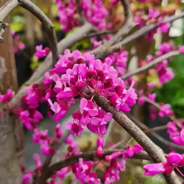 Kwitnący rododendron