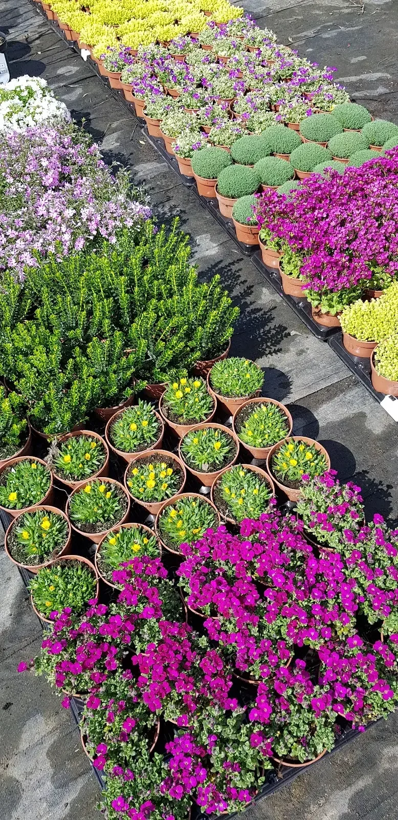 Kwiaty w doniczkach na naszej plantacji