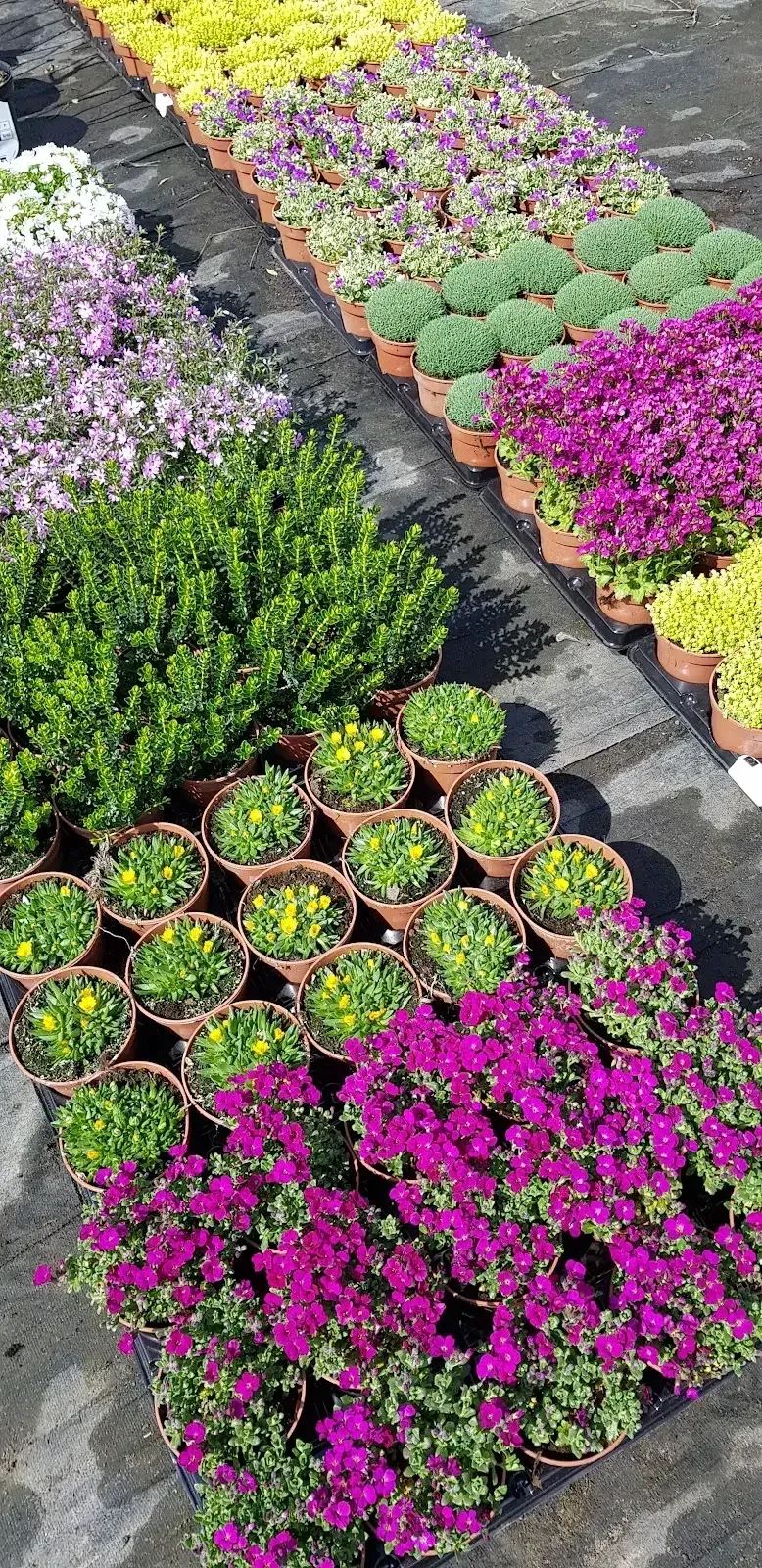 Kwiaty w doniczkach na naszej plantacji