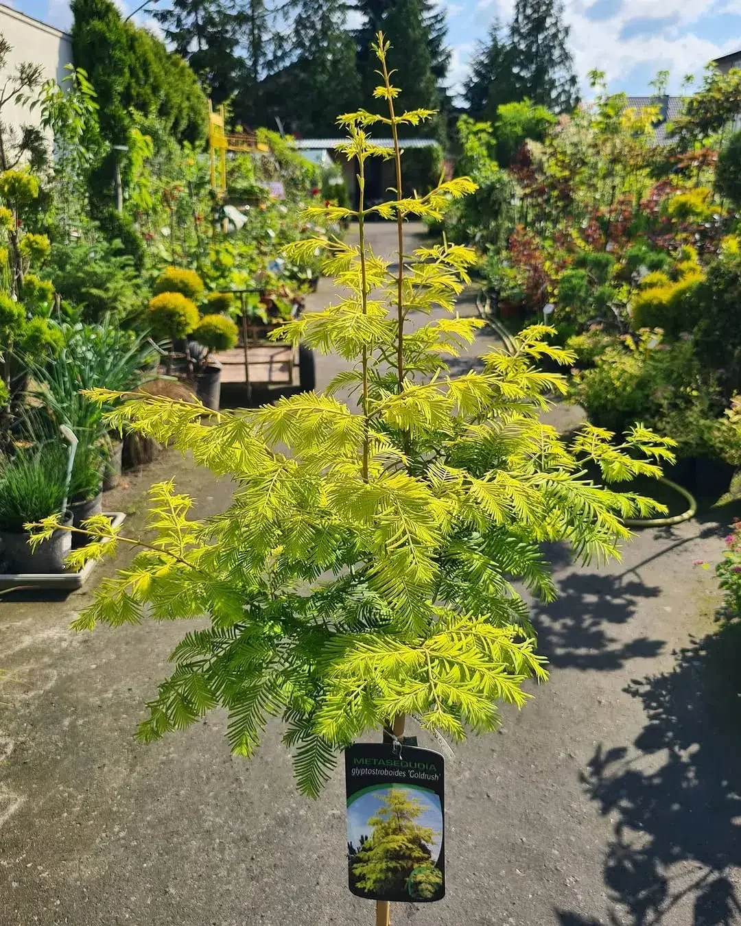 Młoda choinka na plantacji