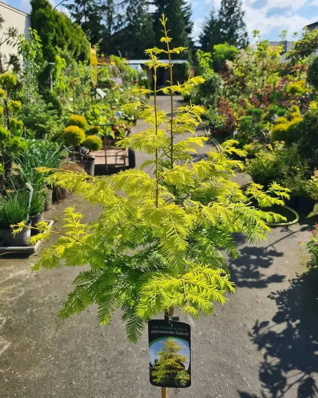 Młoda choinka na plantacji