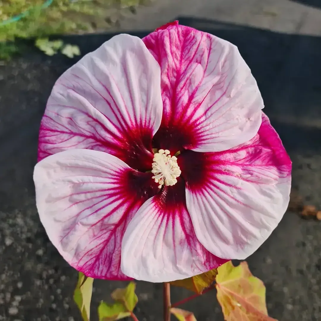 Purpurowe kwiaty w doniczce