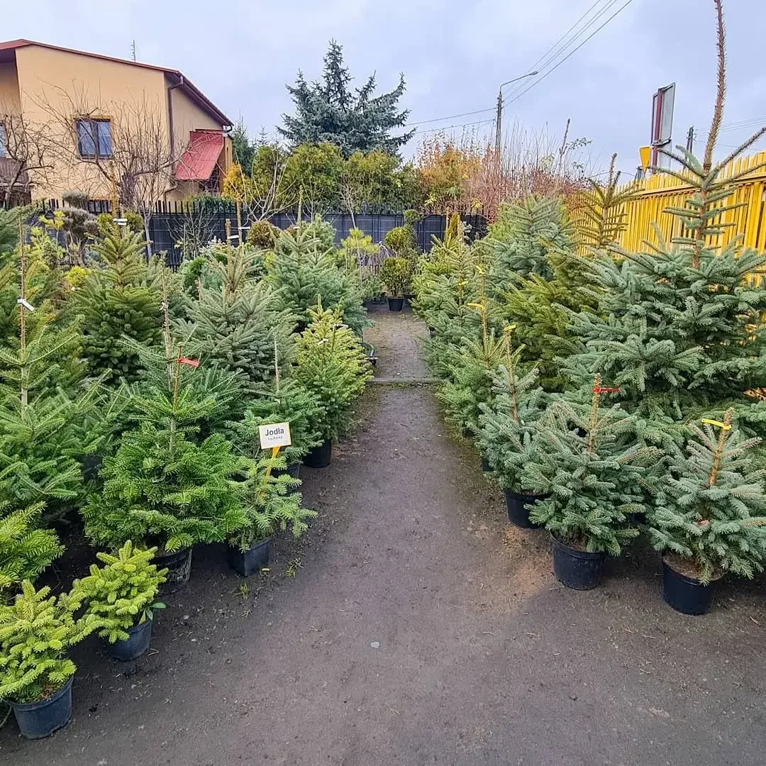 Nasza plantacja choinek i drzewek