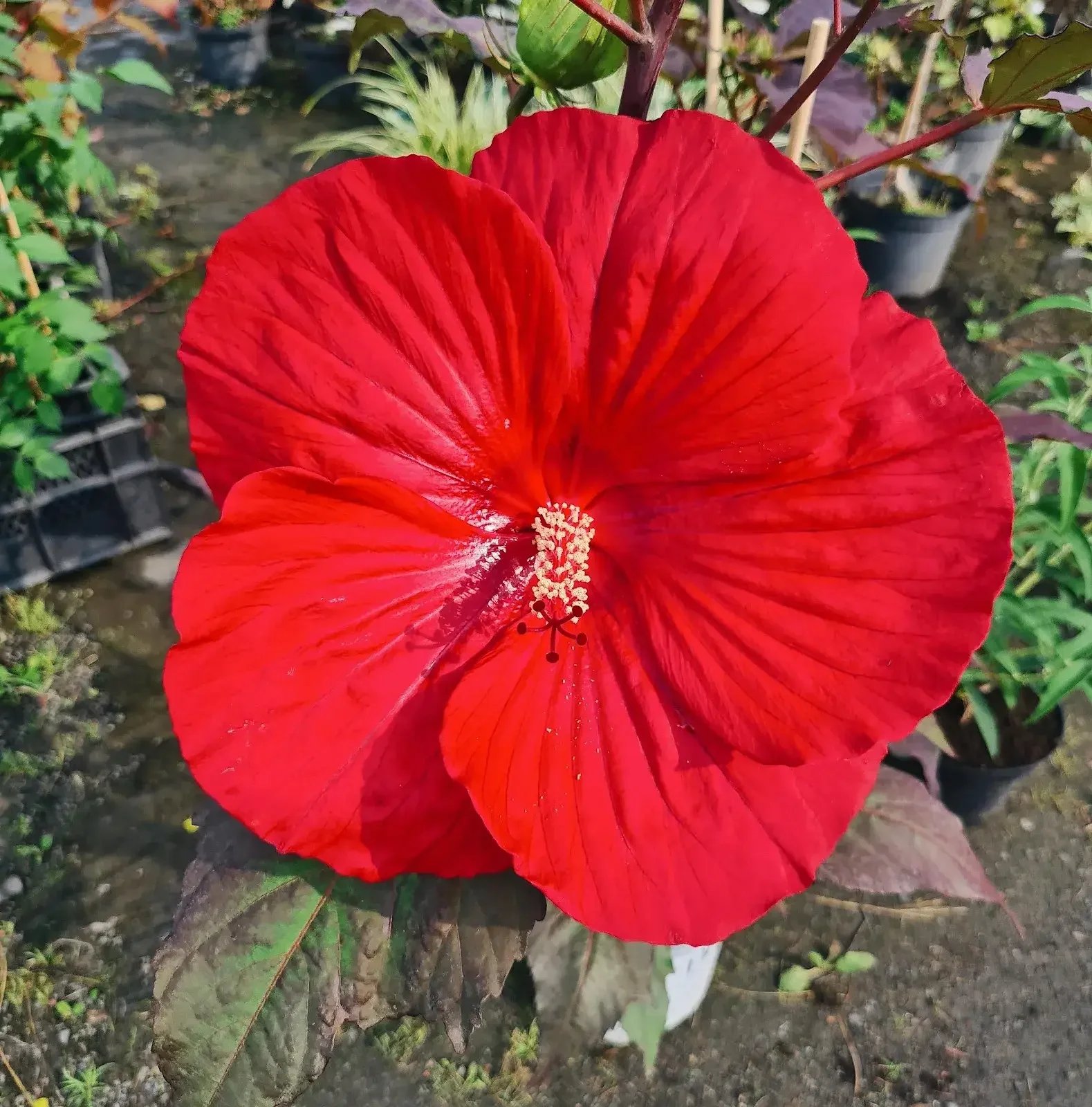 Czerwony hibiskus